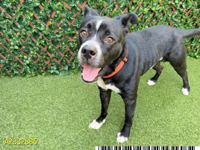 An adult medium-sized male Mixed Breed dog named Bud for adoption in West Palm Beach, FL