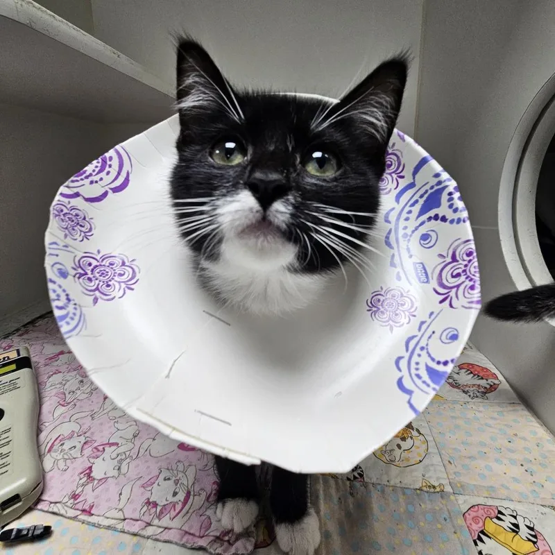 A baby small-sized female Domestic Short Hair cat named B Mo for adoption in Gainesville, FL