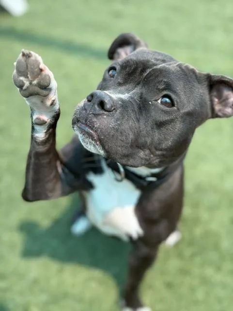 A young medium-sized female Mixed Breed dog named Buttercup for adoption in Dallas, TX