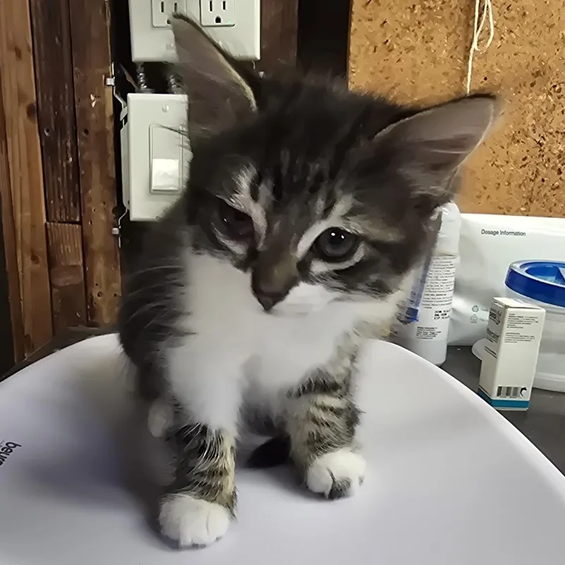 A baby small-sized female Brown / Chocolate Domestic Long Hair cat named Rey for adoption in Long Beach, CA