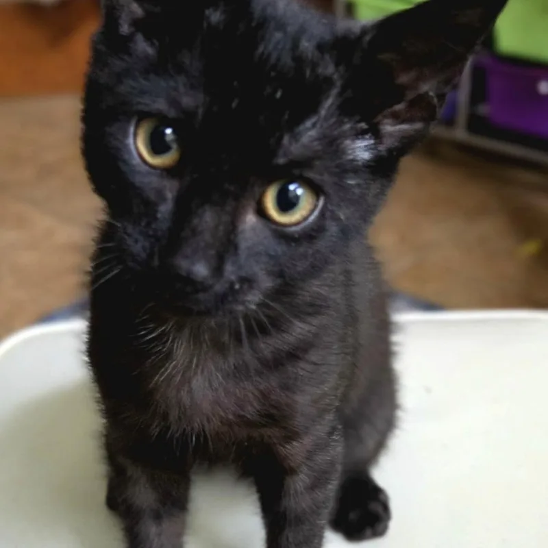 A baby medium-sized male Domestic Short Hair cat named Nibbles for adoption in Columbus, OH
