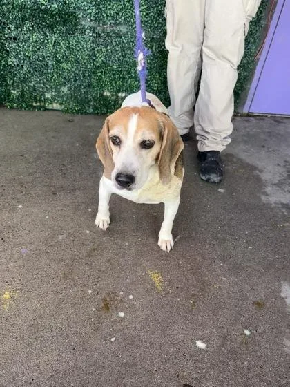A baby medium-sized male Beagle dog named 61789169 for adoption in El Paso, TX
