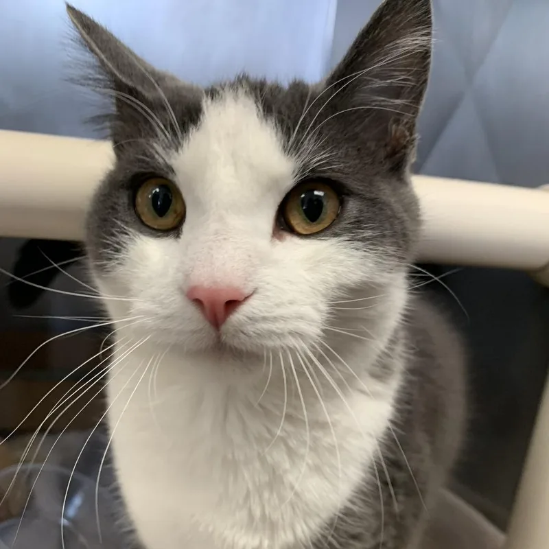 An adult small-sized male Gray / Blue / Silver Domestic Short Hair cat named Bonkers for adoption in Birdsboro, PA