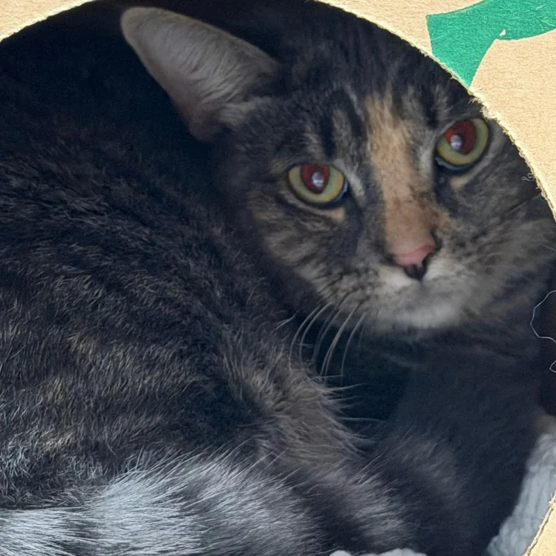 An adult large-sized female Domestic Short Hair cat named Boo for adoption in Fairport, NY