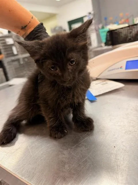 A baby small-sized male Domestic Long Hair cat named Keesie for adoption in Thousand Palms, CA