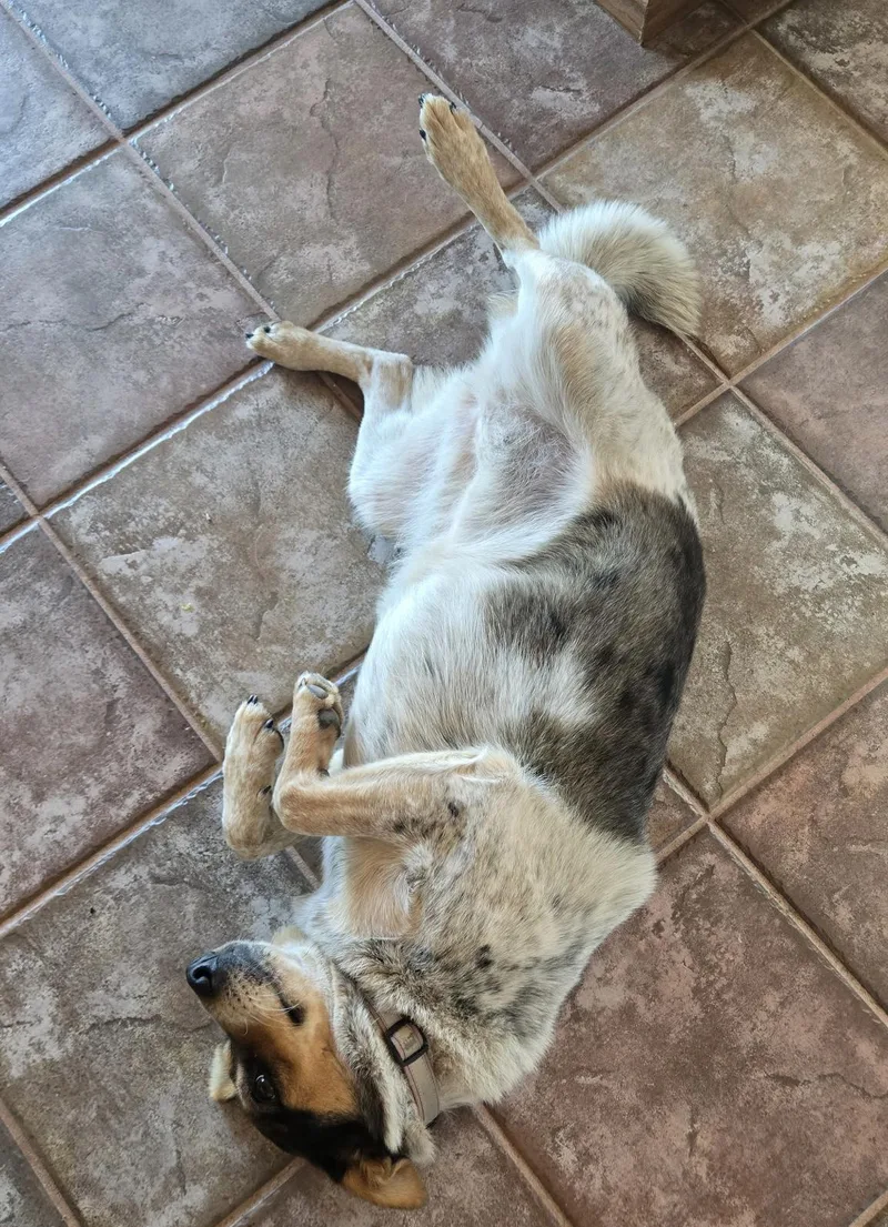 An adult medium-sized female Cattle Dog dog named Reilly girl Contact Sylva for adoption in Sherman Oaks, CA