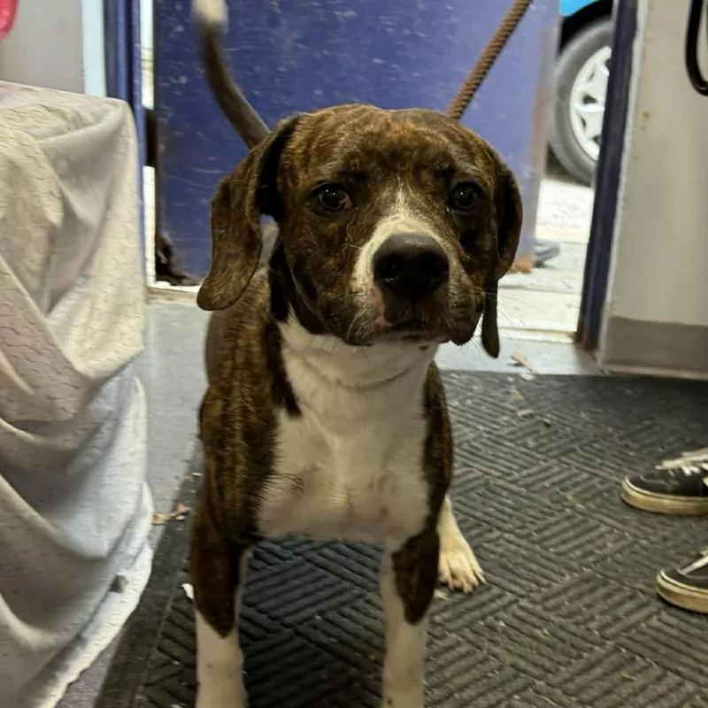 An adult medium-sized male Brown / Chocolate Mixed Breed dog named Luie for adoption in Edwardsville, IL