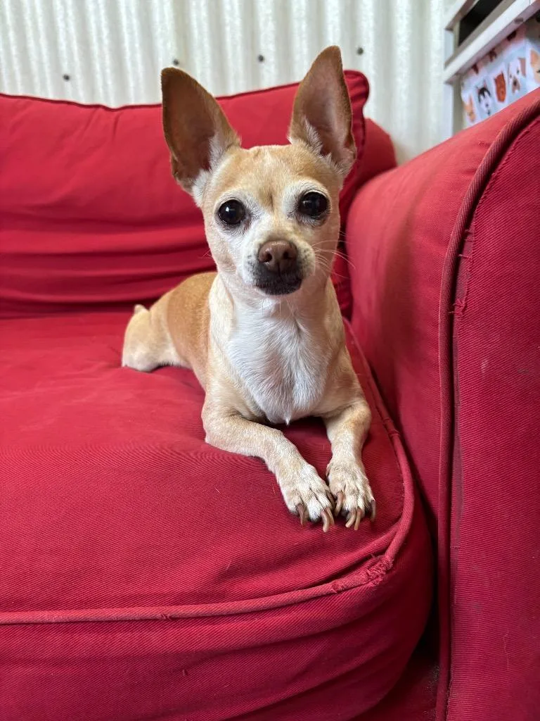 A senior medium-sized female Chihuahua dog named Amor for adoption in Luling, TX