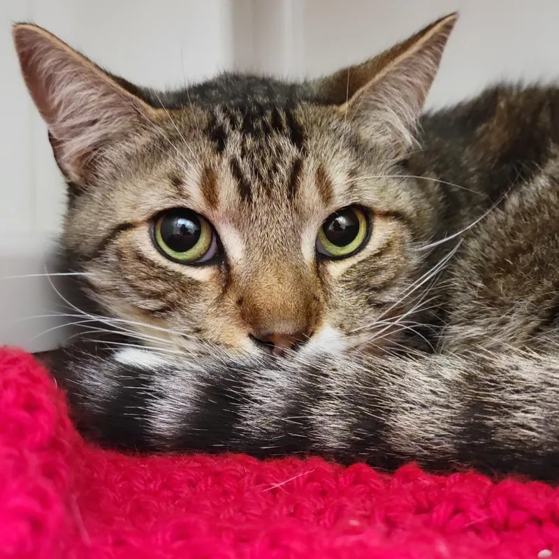 A senior large-sized male Brown / Chocolate Domestic Short Hair cat named Mittens for adoption in Sarasota, FL