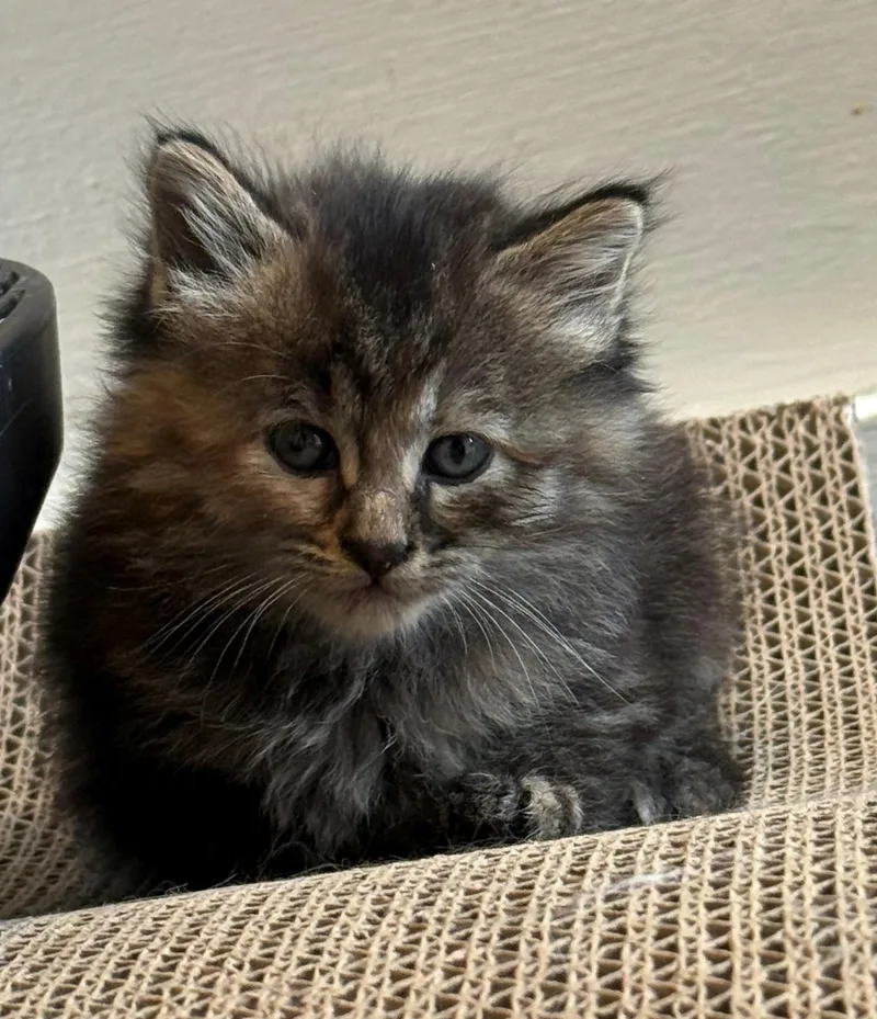 A baby small-sized male Domestic Long Hair cat named Bailey for adoption in Bethel Park, PA