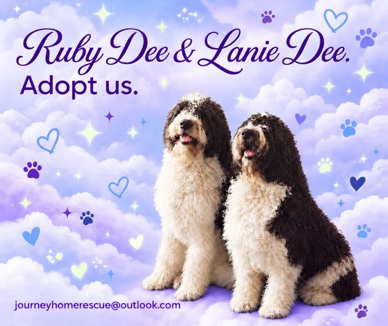 An adult extra large-sized female Black Saint Bernard dog named Ruby Dee for adoption in East Wenatchee, WA