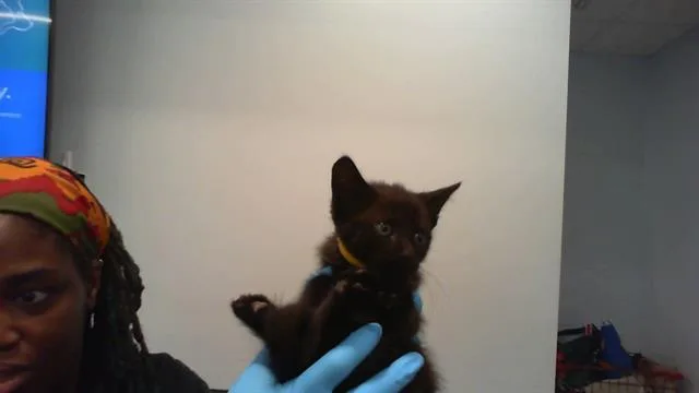 A baby small-sized male Domestic Short Hair cat named Hugo for adoption in Charlotte, NC