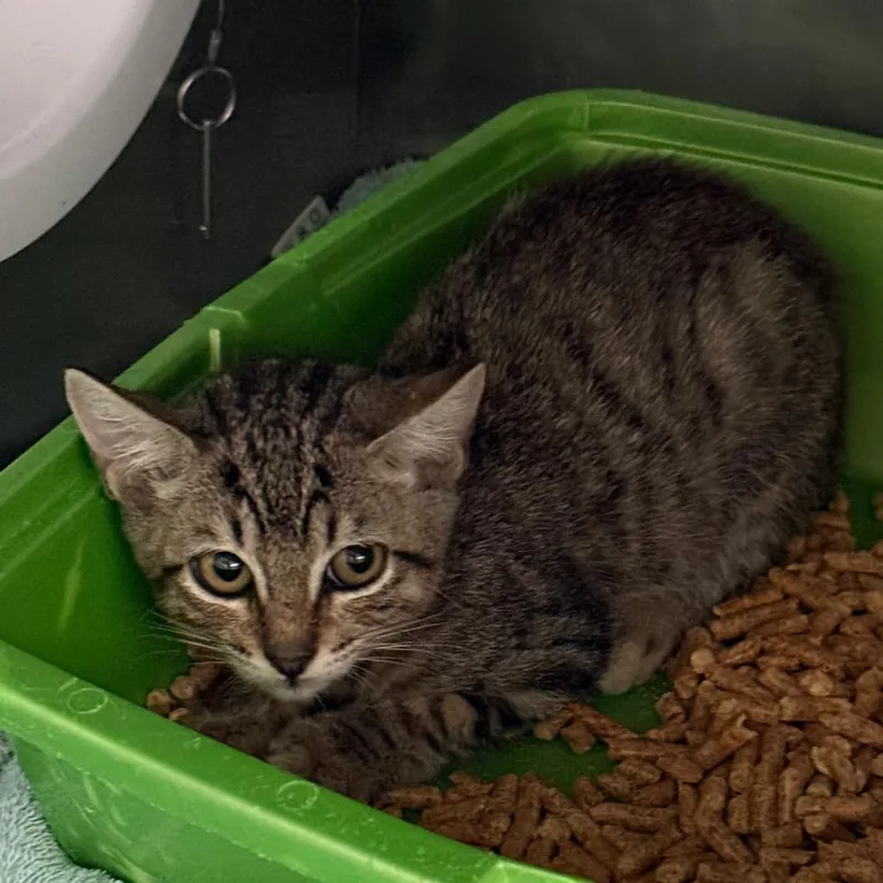 A baby small-sized female Brown / Chocolate Domestic Short Hair cat named Buzzard for adoption in Lakeland, FL