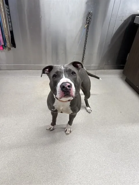 A young medium-sized male Pit Bull Terrier dog named Che'Lu for adoption in Fairbanks, AK