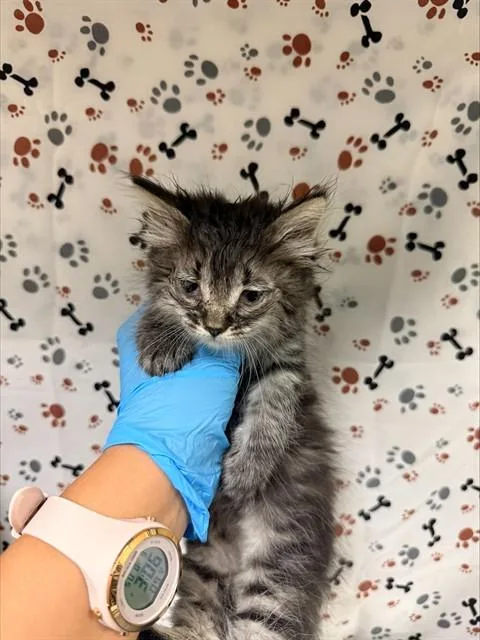 A baby small-sized female Domestic Medium Hair cat named Fergie for adoption in Riverside, CA