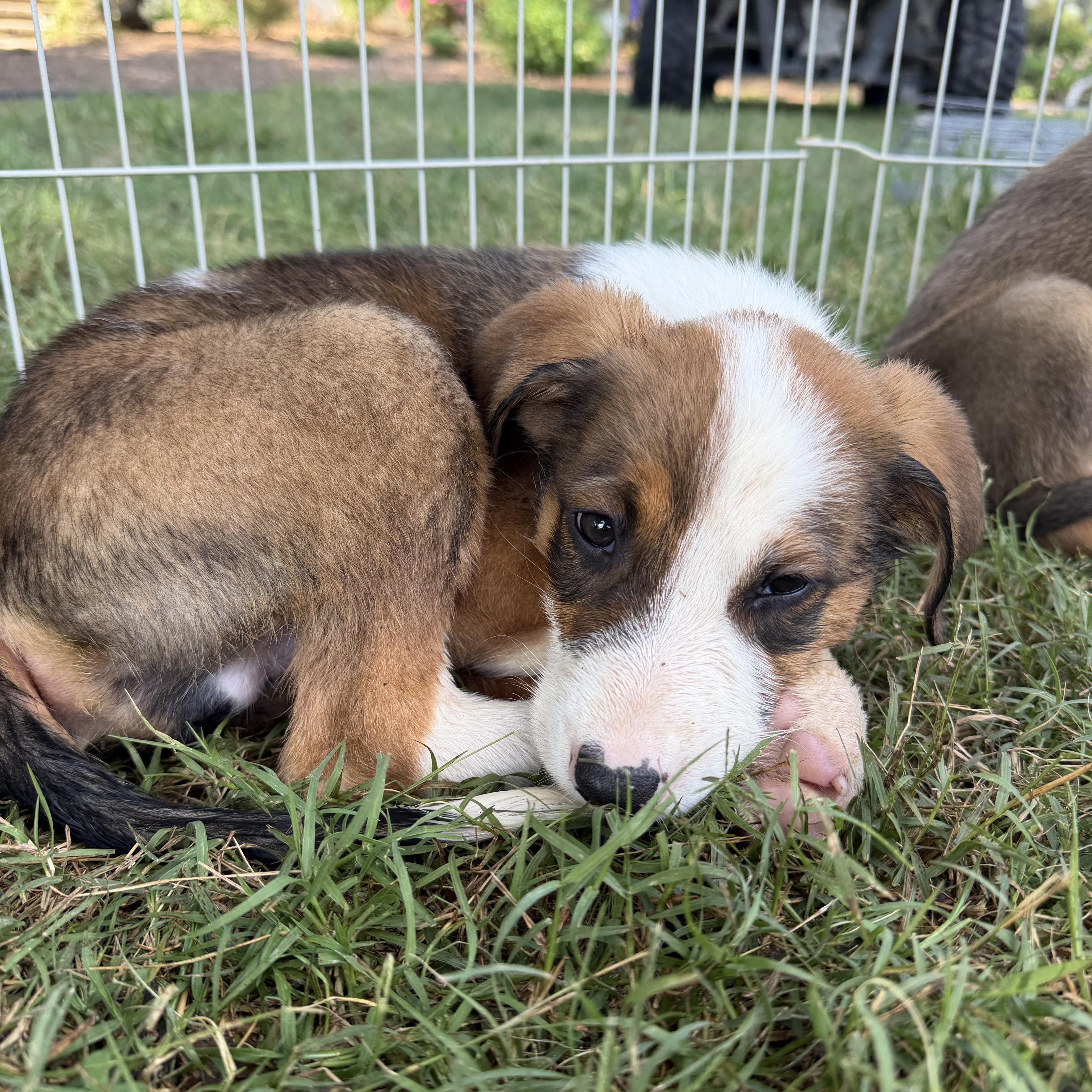 A baby medium-sized male Mixed Breed dog named Tank for adoption in Monroe, NC