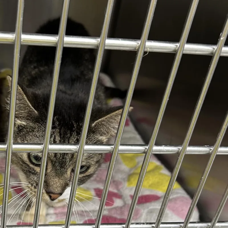 A senior small-sized female Gray / Blue / Silver Domestic Short Hair cat named Ariel for adoption in Hannibal, MO