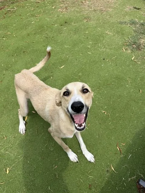 A young large-sized female Greyhound dog named Kylie for adoption in Sugar Land, TX