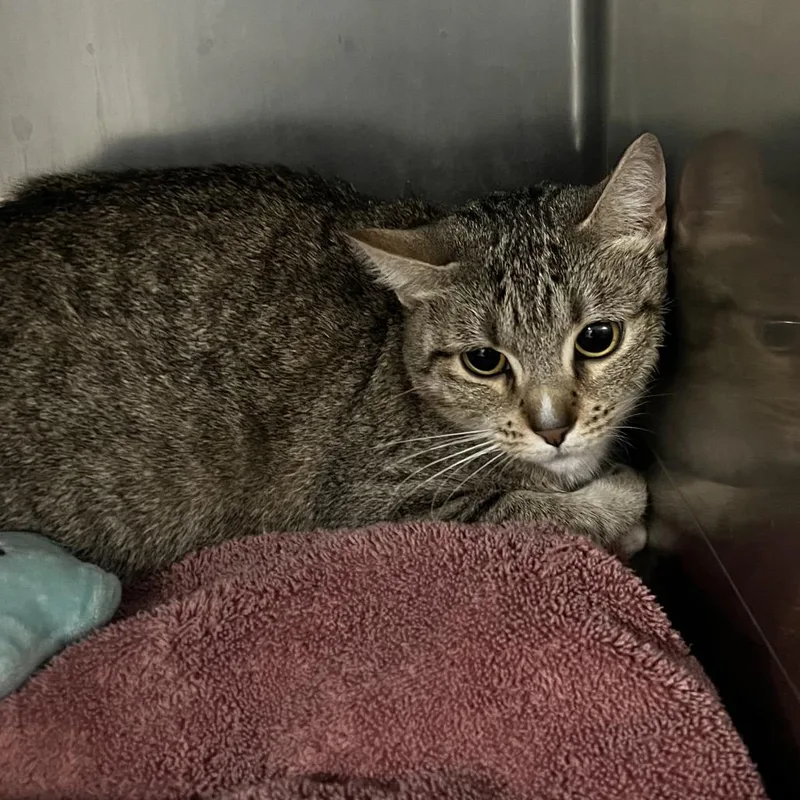 An adult medium-sized female Brown / Chocolate Domestic Short Hair cat named Knickknack for adoption in Allentown, PA