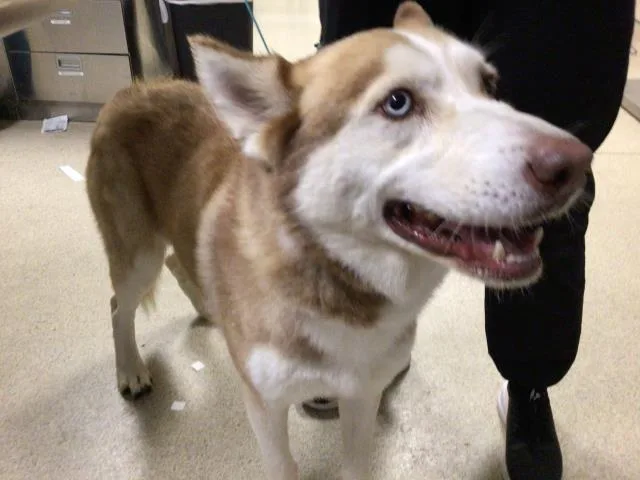 An adult medium-sized male Siberian Husky dog named Cola for adoption in Riverside, CA
