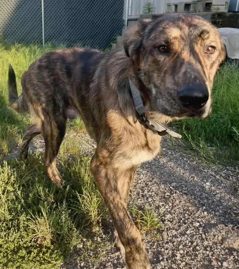 A young large-sized male Brindle Mixed Breed dog named Scar for adoption in Leavenworth, KS
