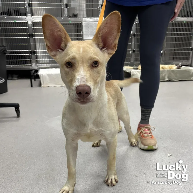A young medium-sized male Shepherd dog named Squeegee for adoption in Washington, DC
