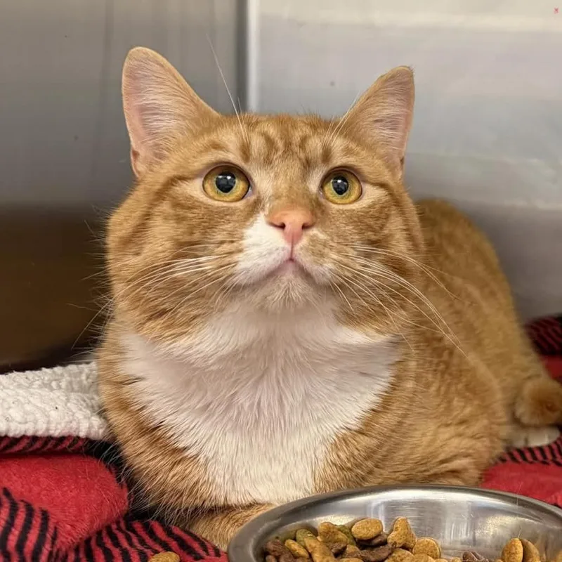 An adult large-sized male Orange / Red Domestic Short Hair cat named Pizza Roll for adoption in Gloucester, VA