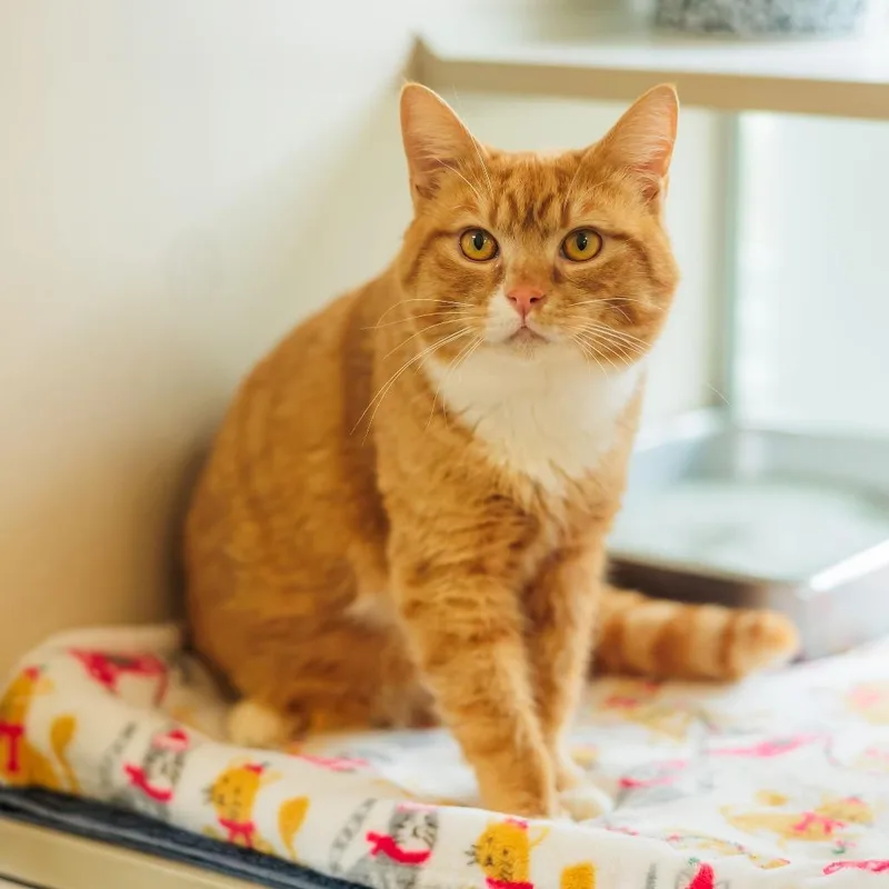 Pizza Roll thumbnail 2