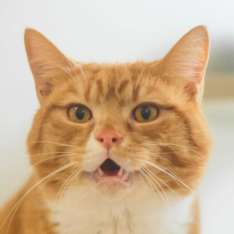 Pizza Roll thumbnail 3