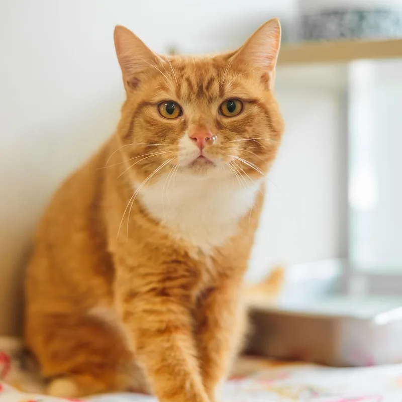 Pizza Roll thumbnail 4