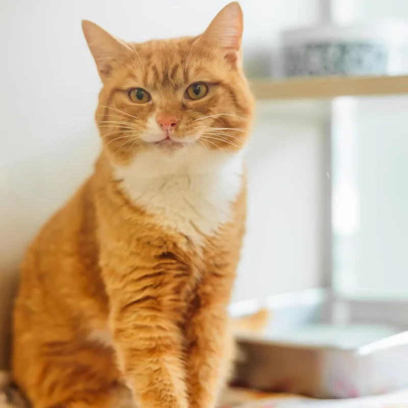 Pizza Roll thumbnail 5