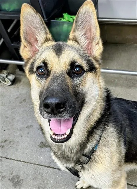 A young large-sized female German Shepherd Dog dog named Hoppy for adoption in Tucson, AZ