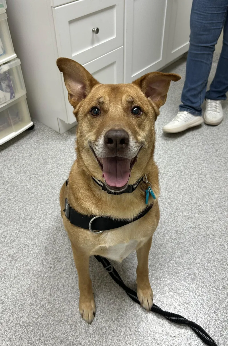 An adult medium-sized male Labrador Retriever dog named Pete for adoption in Lancaster, PA