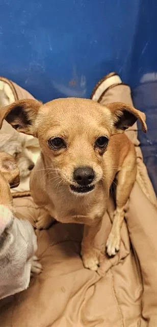 A young small-sized female Chihuahua dog named Dixie for adoption in Bakersfield, CA