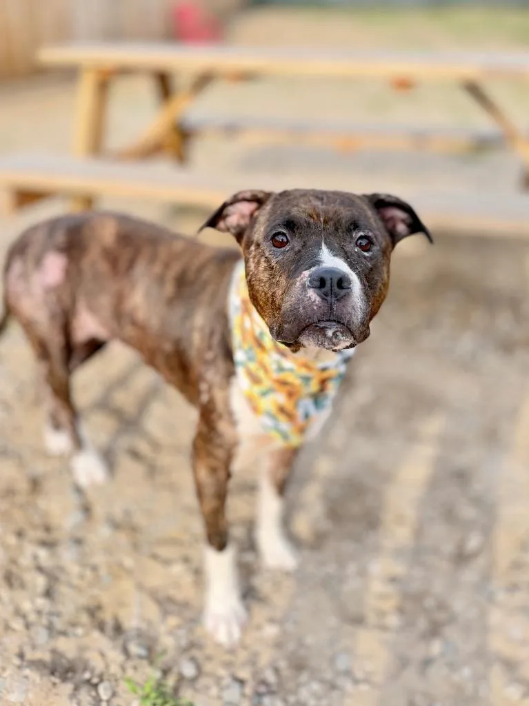 An adult medium-sized female Mixed Breed dog named Sage for adoption in Muskegon, MI