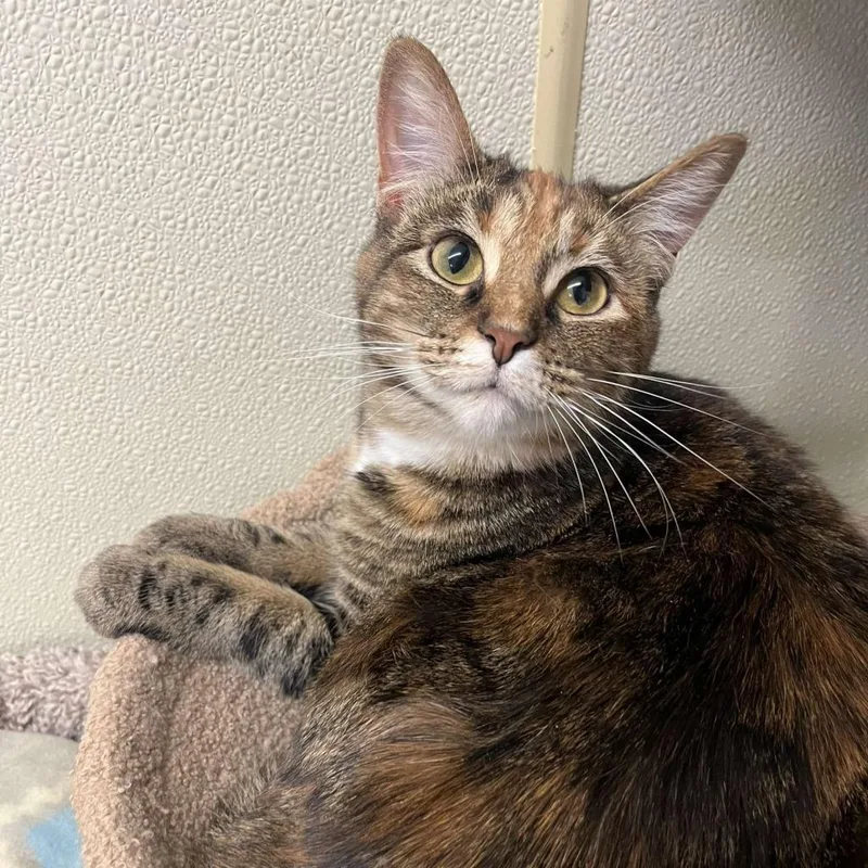 An adult large-sized female Brown / Chocolate Domestic Short Hair cat named S'more for adoption in Pontiac, IL