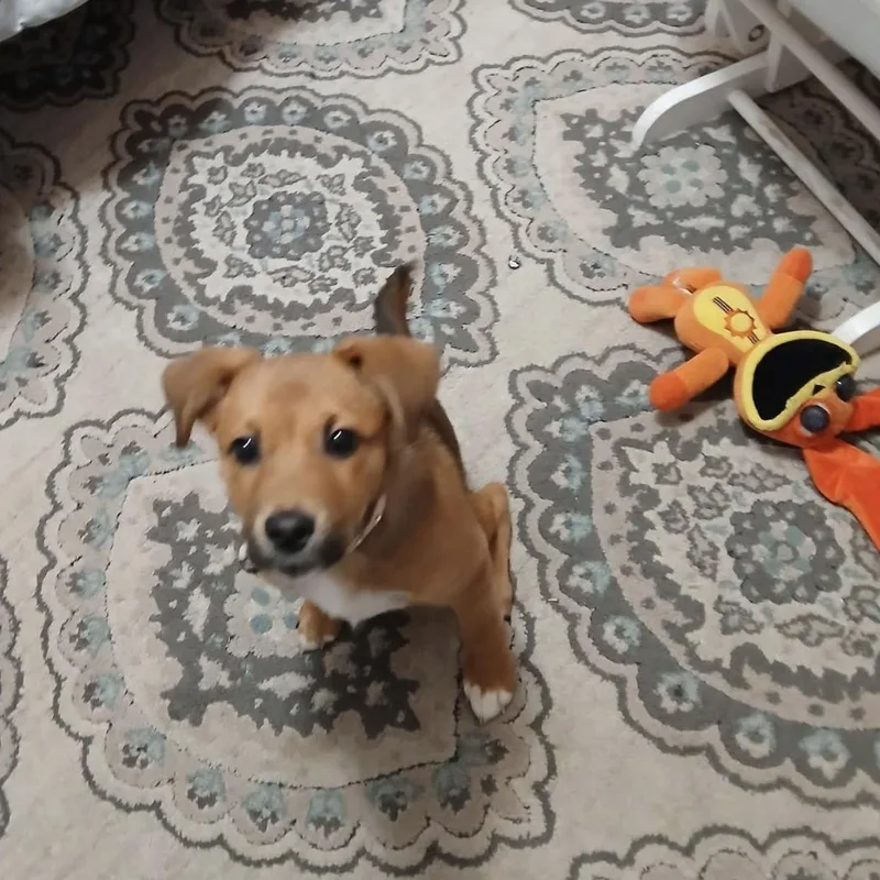 A young medium-sized female Apricot / Beige Shepherd dog named Lulu for adoption in Inez, TX