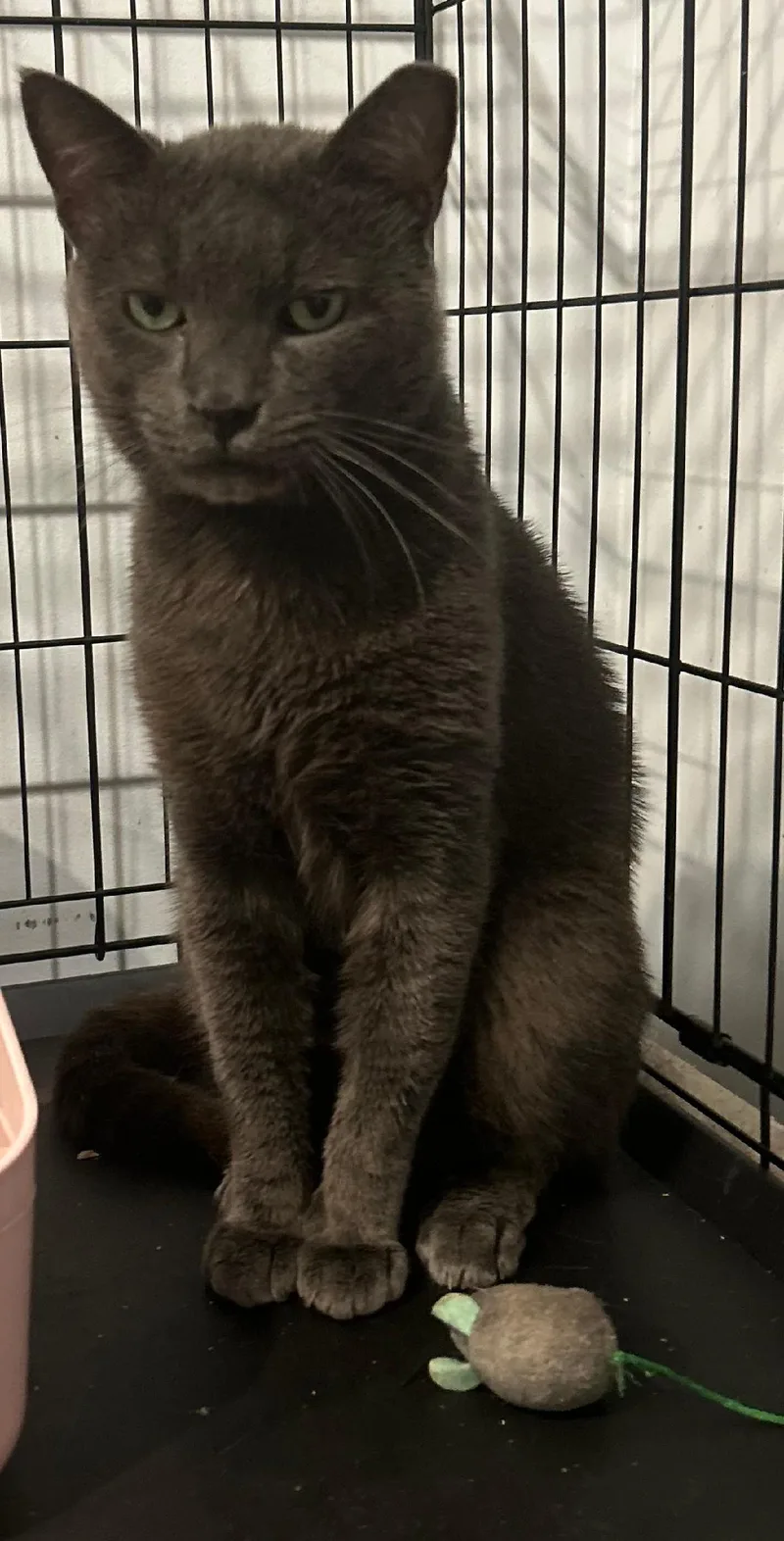 A young medium-sized male Gray / Blue / Silver Domestic Short Hair cat named Greyson for adoption in Sayville, NY