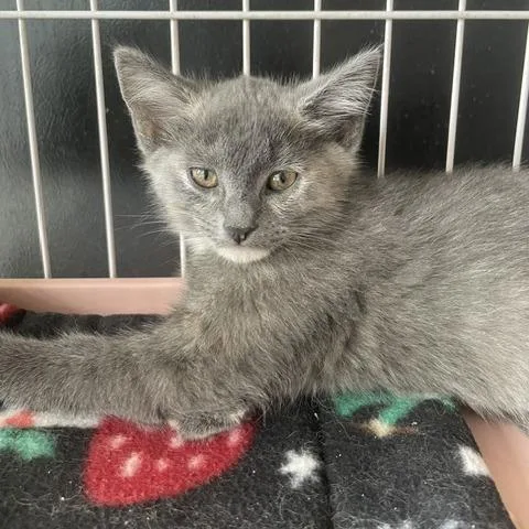 A baby small-sized female Gray / Blue / Silver Domestic Short Hair cat named Lavender for adoption in Dayton, OH