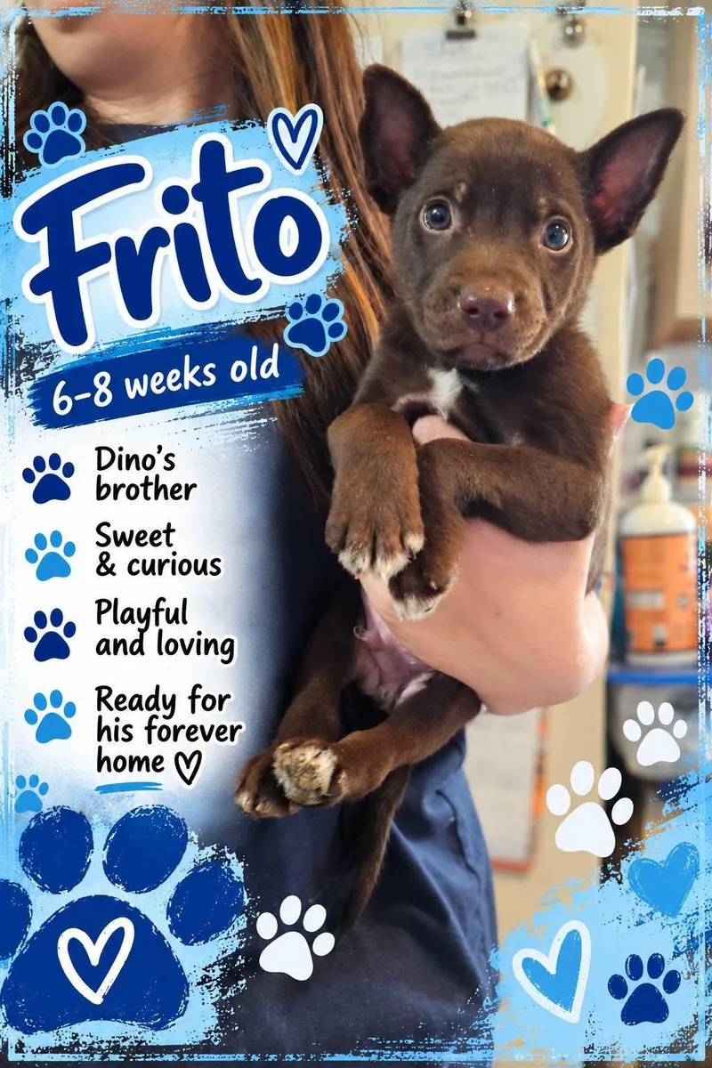 A baby small-sized male Miniature Pinscher dog named Frito for adoption in Fort Worth, TX