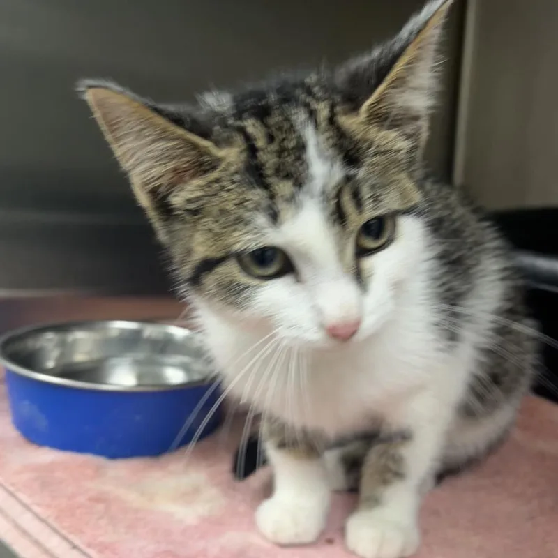 A baby small-sized female Brown / Chocolate Domestic Short Hair cat named Missy for adoption in Parrish, AL
