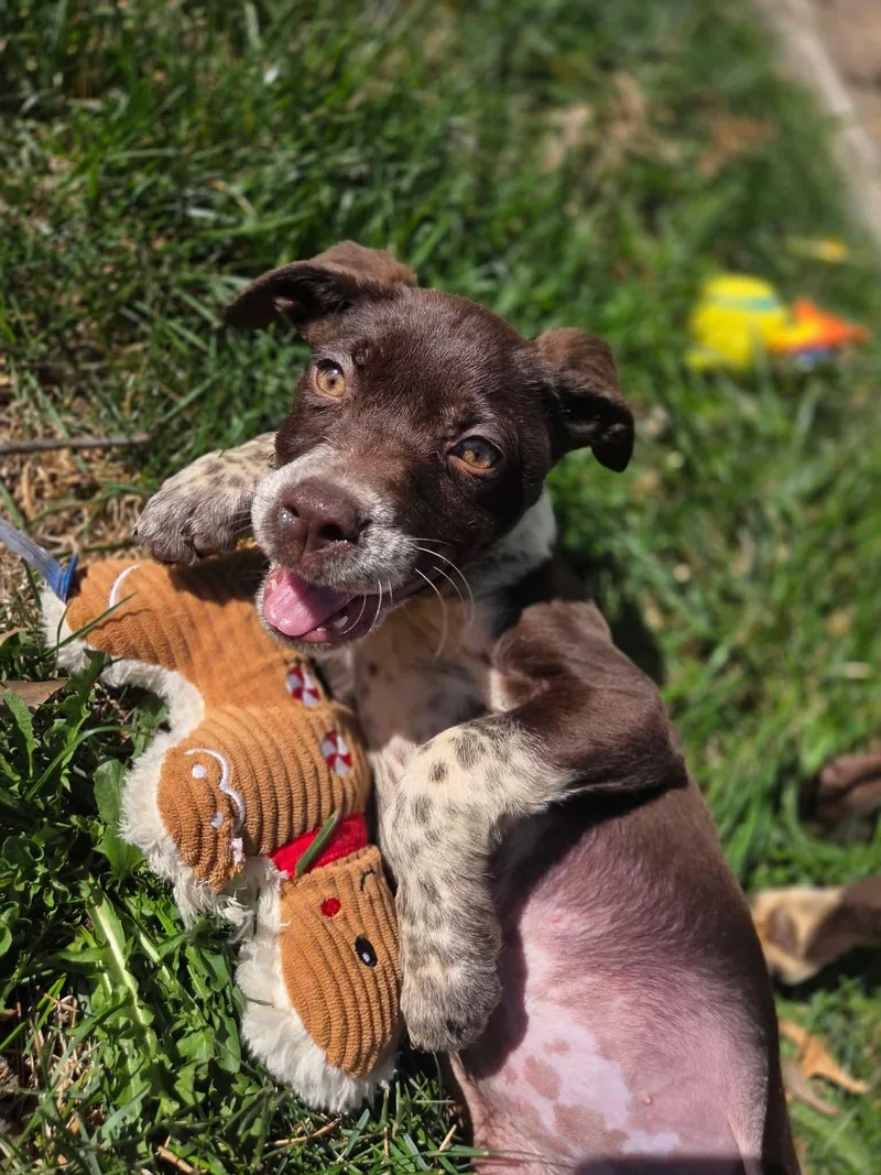 A baby medium-sized female Brown / Chocolate English Pointer dog named Freckles for adoption in Lincoln, NE