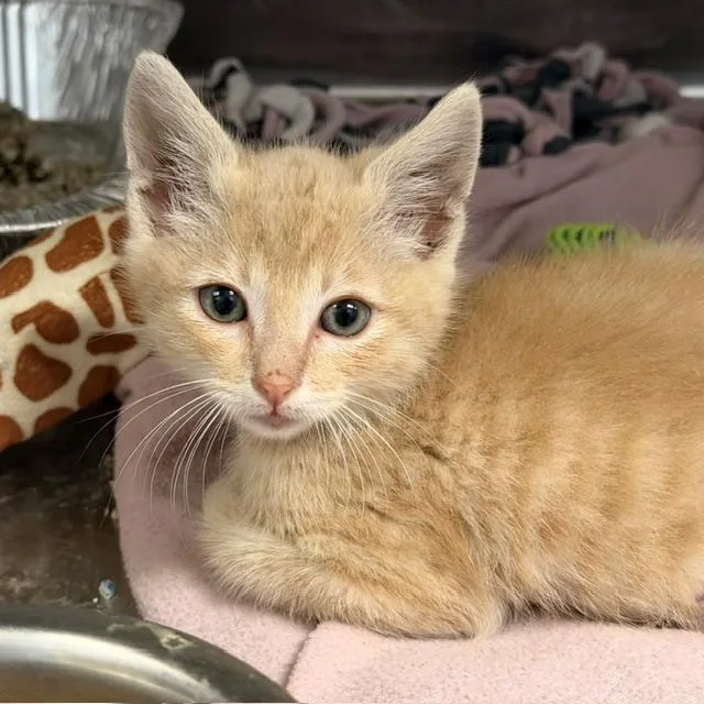 A baby small-sized male Domestic Short Hair cat named Saffron for adoption in Tustin, CA