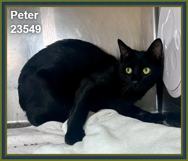 An adult medium-sized male Black Domestic Short Hair cat named Peter for adoption in Marietta, GA