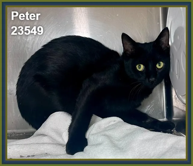 Peter thumbnail 3
