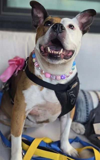 A senior large-sized female Mixed Breed dog named Rose for adoption in Charlotte, NC