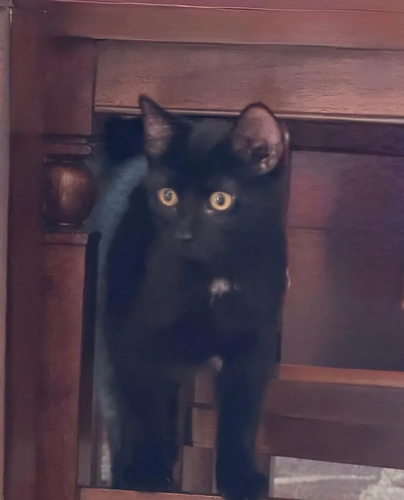 Duke