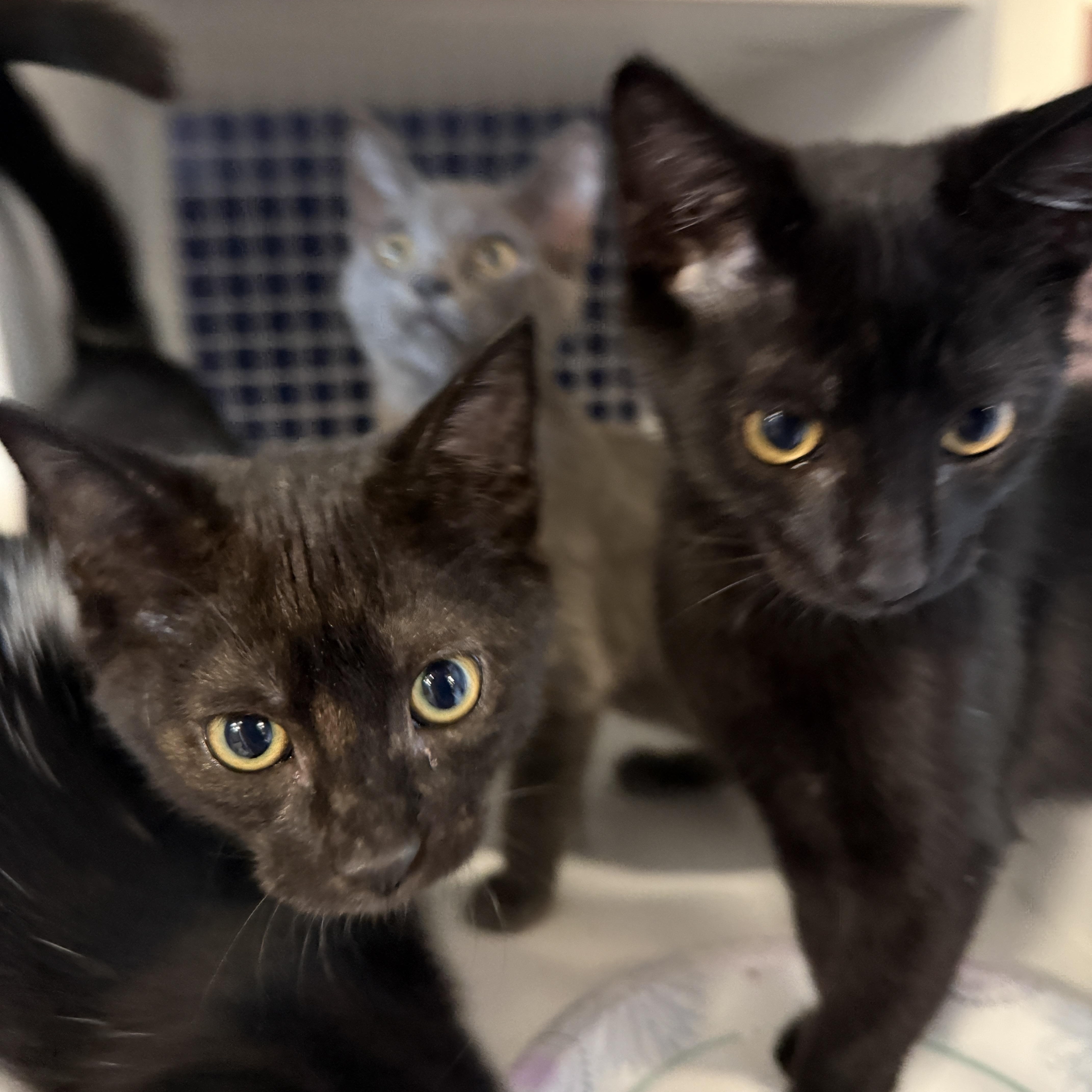 A baby medium-sized female Black Domestic Short Hair cat named Poosh for adoption in Oceanside, CA