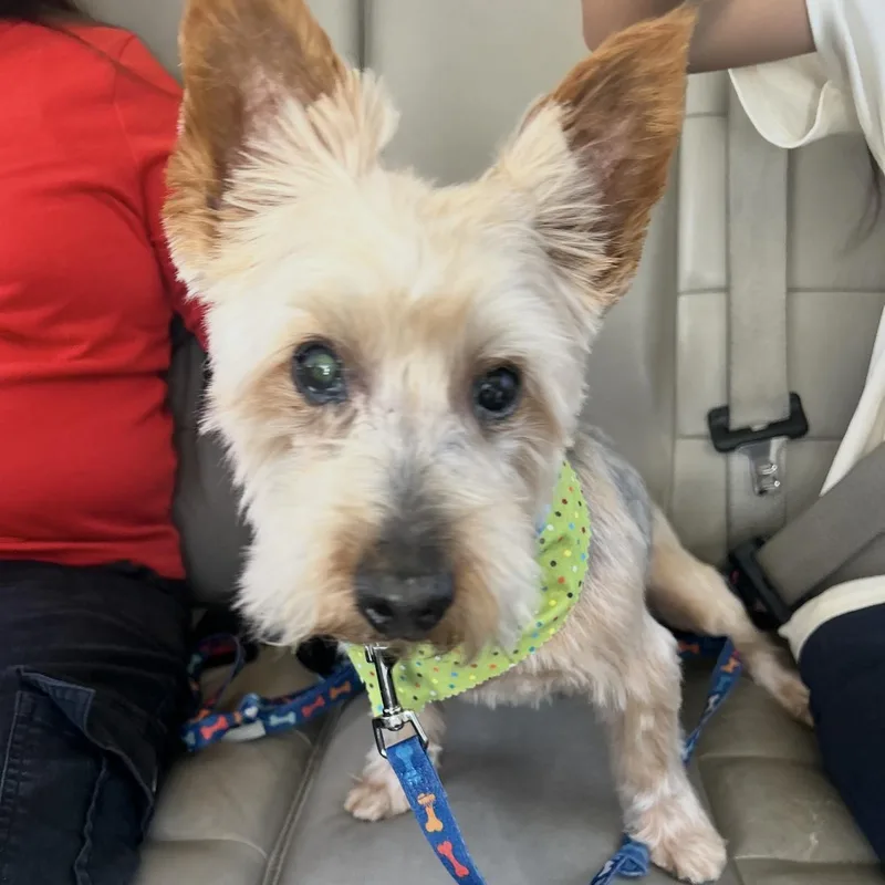 A senior small-sized male Australian Terrier dog named Sam for adoption in Torrance, CA