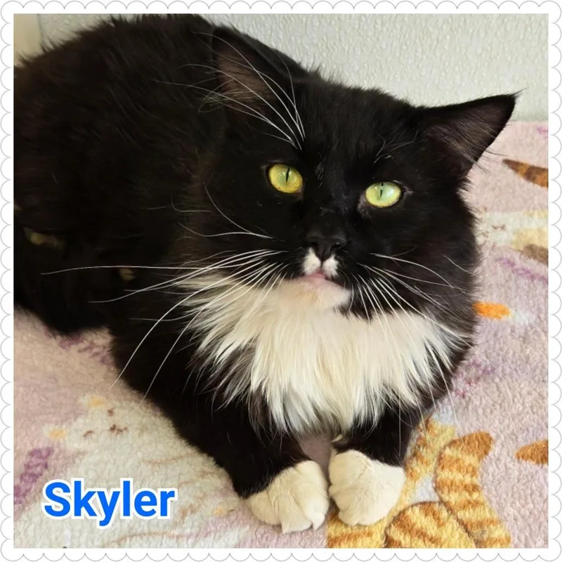 Skyler thumbnail 2